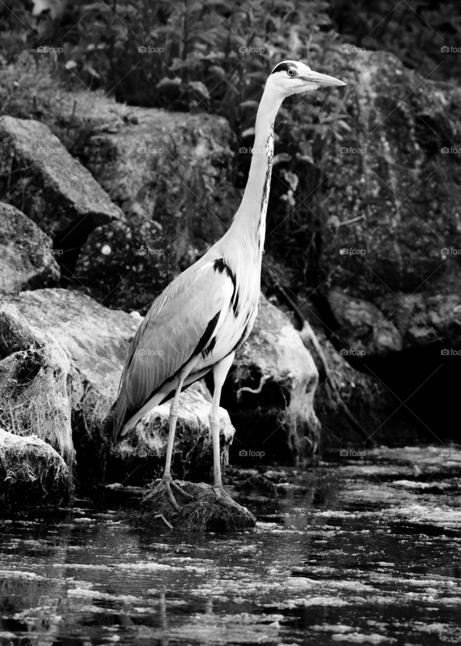 gray heron, black and white