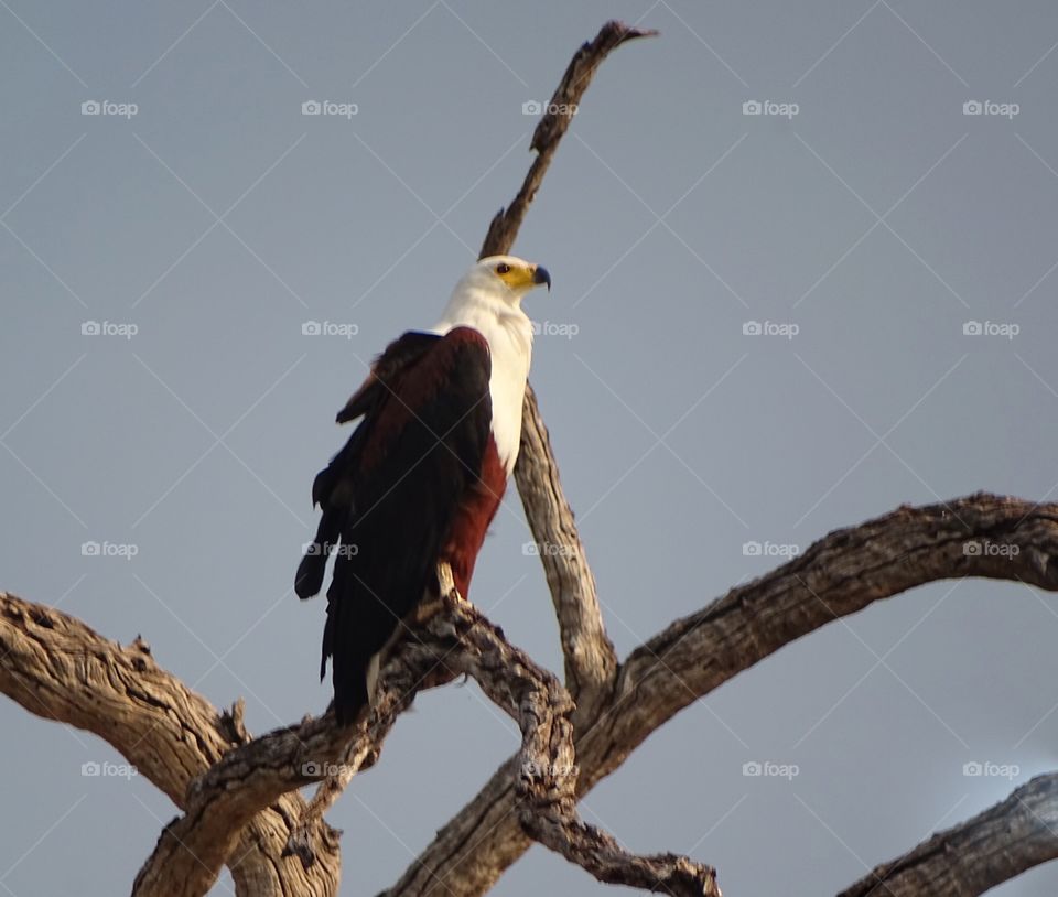 African eagle. Eagle