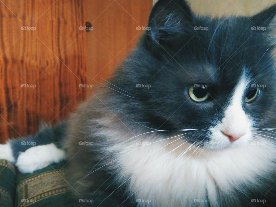 pet cat lying on the sofa