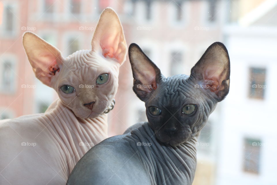 My 2 babies boys sphynx 2,5 months old