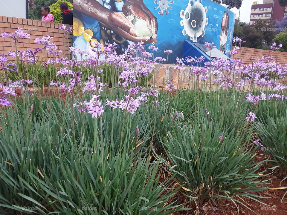 A beautiful plants at the park.