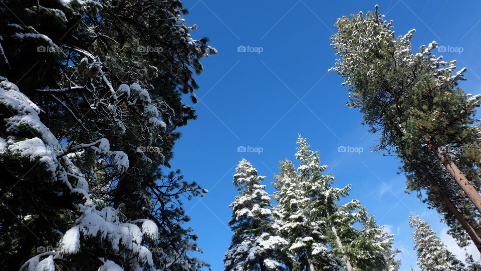 Snow covered evergreen trees after a winter snowstorm