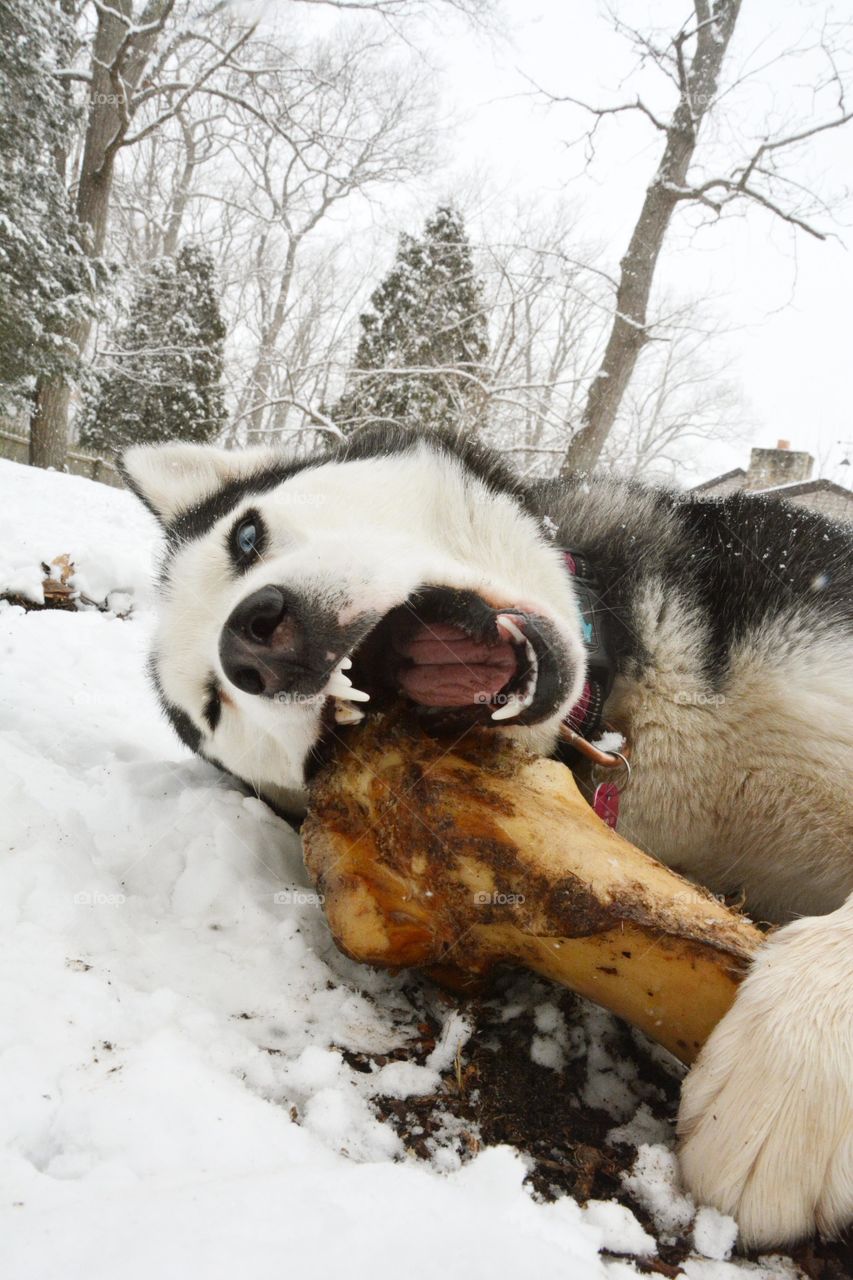 A Siberian husky is seen eating a large bone in the snow