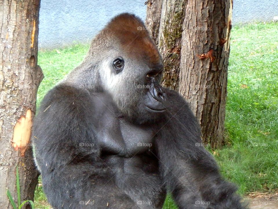 Gorilla