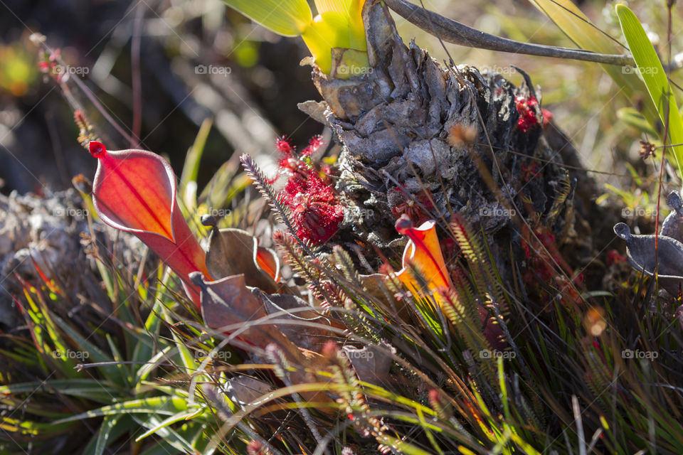 Carnivorous Pitcher Plant, Heliamphora Nutans.