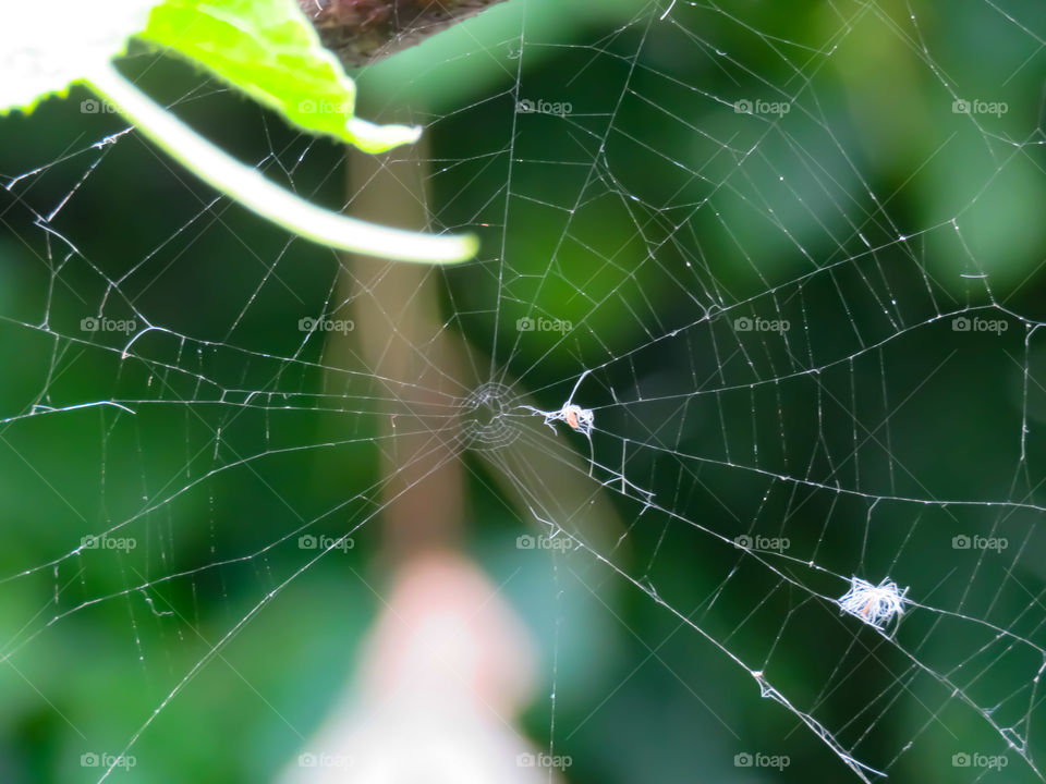 Web