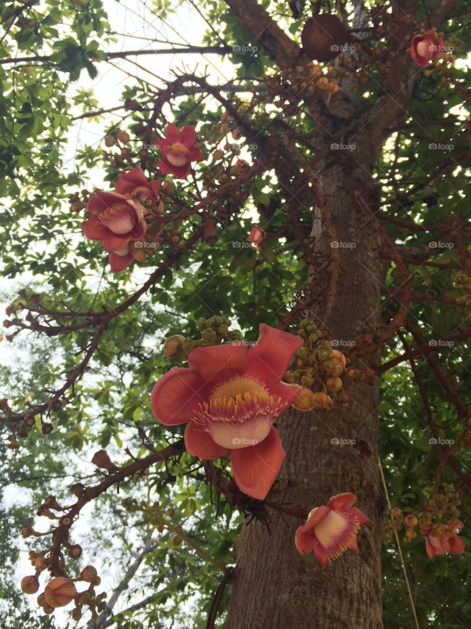 Big flowers in the tree in Cambodia