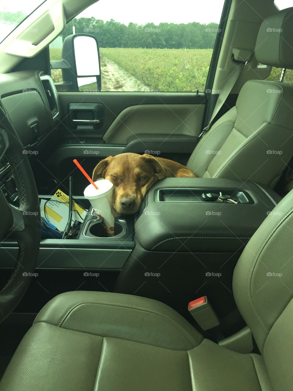 Sleepy dog in the truck