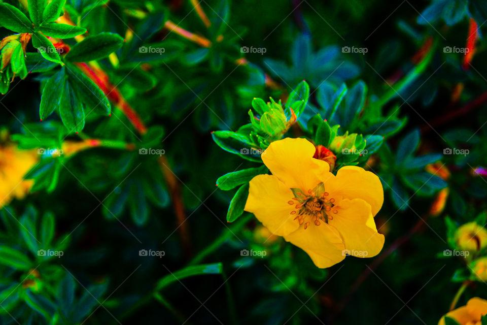 Yellow flower in the park