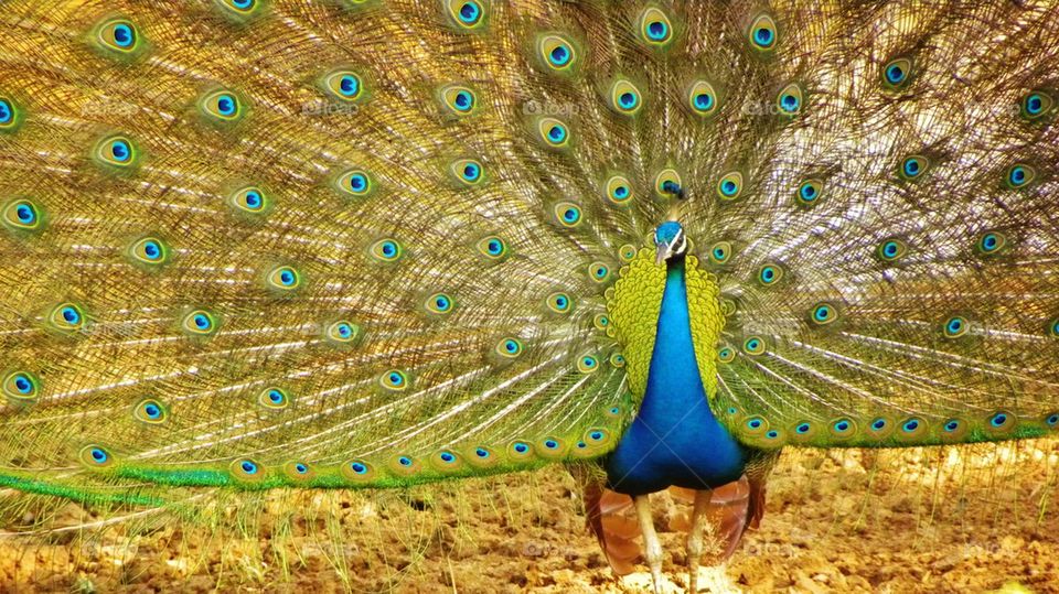 peacock