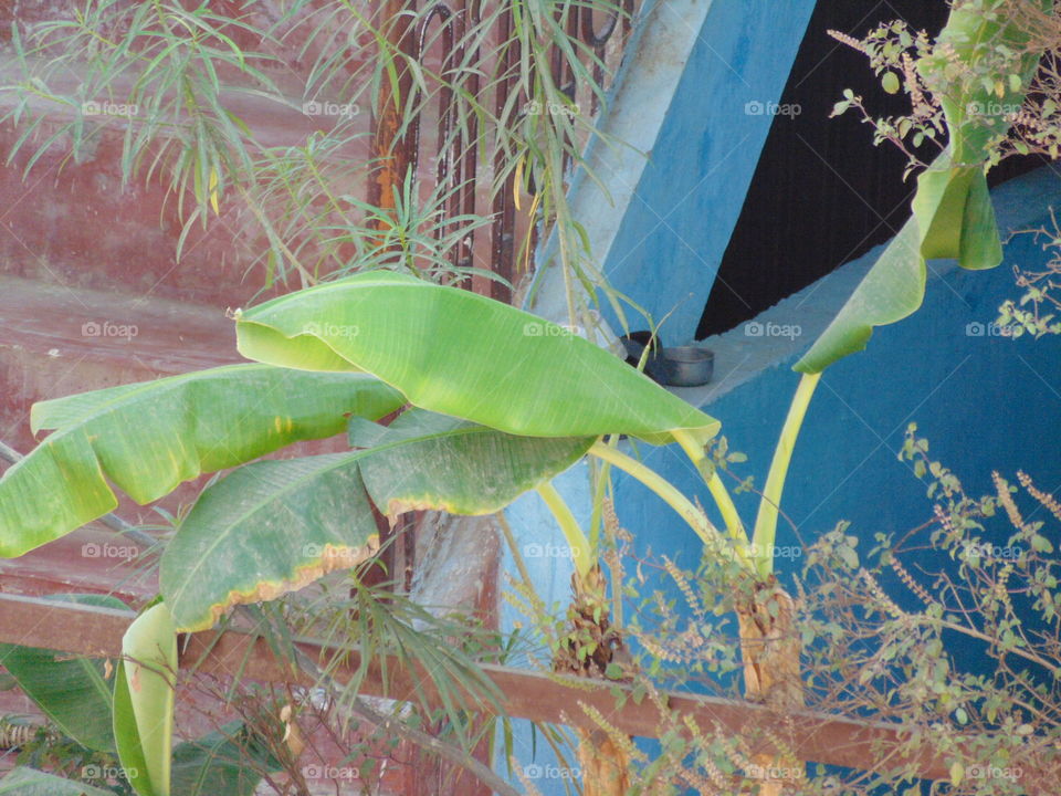 banana leaf's