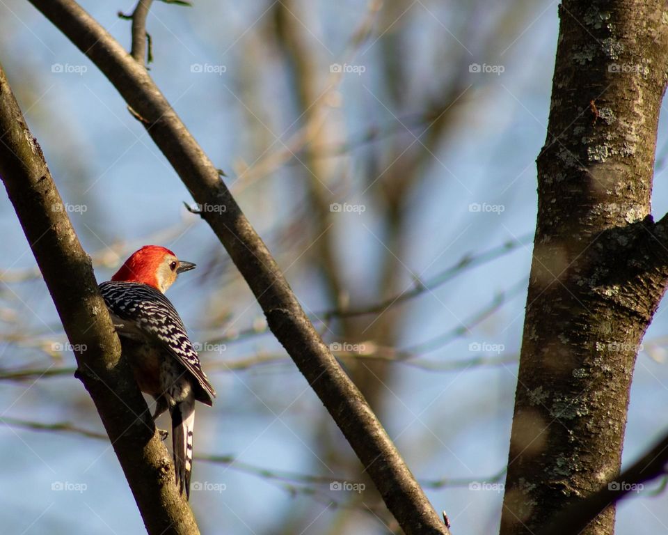 Red Bellied Woodpecker about to take flight