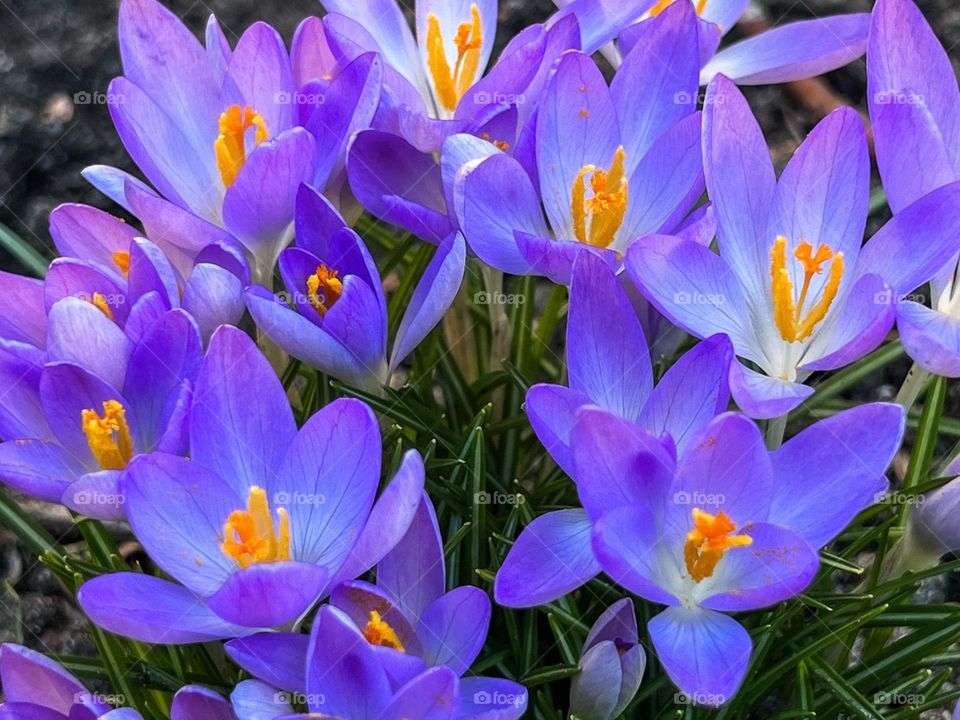 Crocus