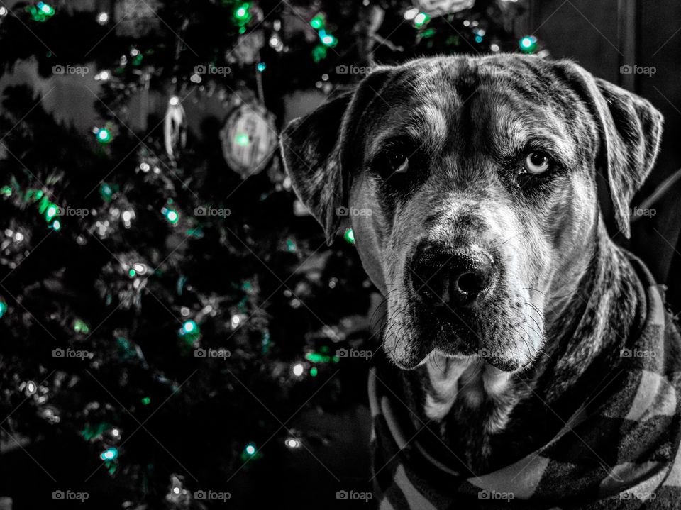 Dog portrait next to Christmas tree