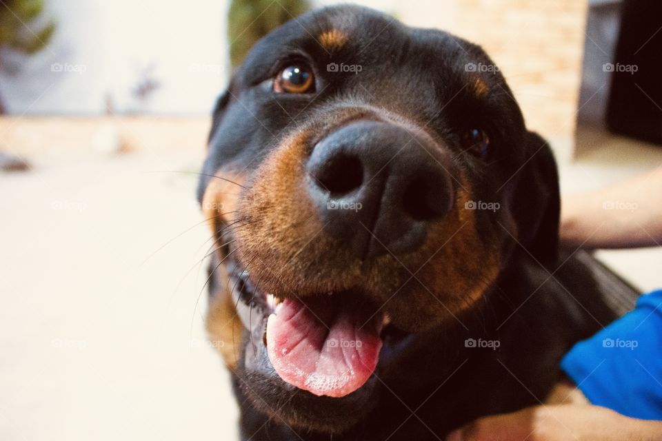 Rottweiler 