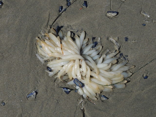Sea life