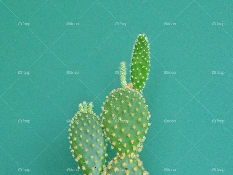 Cactus