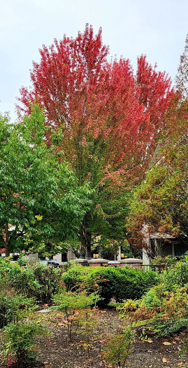 suburban neighborhood afternoon in Oregon with a striking orange tree at the beginning of Autumn