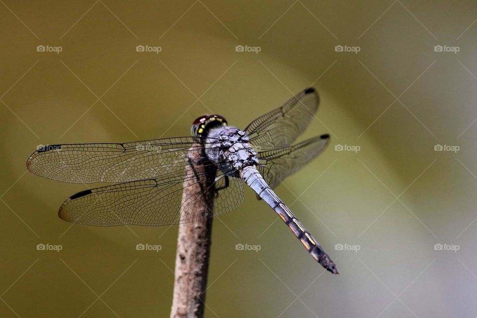 Potamarcha congener. Swampwatcher as the English named of Its. Flyng so free and surrounding of fish found as a reason of patrol and to perc at cutting resul branched. The species is bigger than scarlet skimmer.