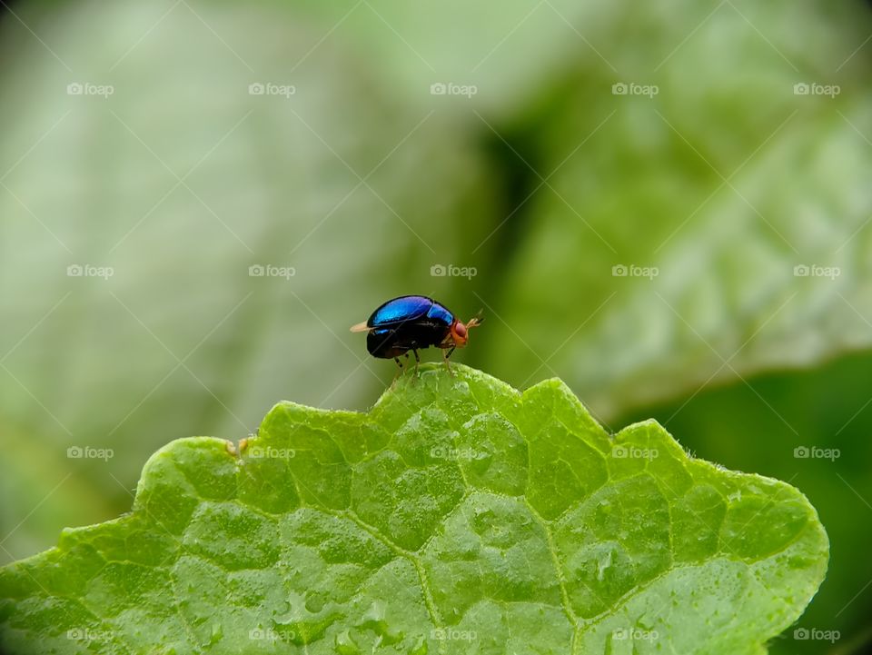 A shiny blue aphids is foraging on the leaves. Look at its little eyes, cute isn't it?