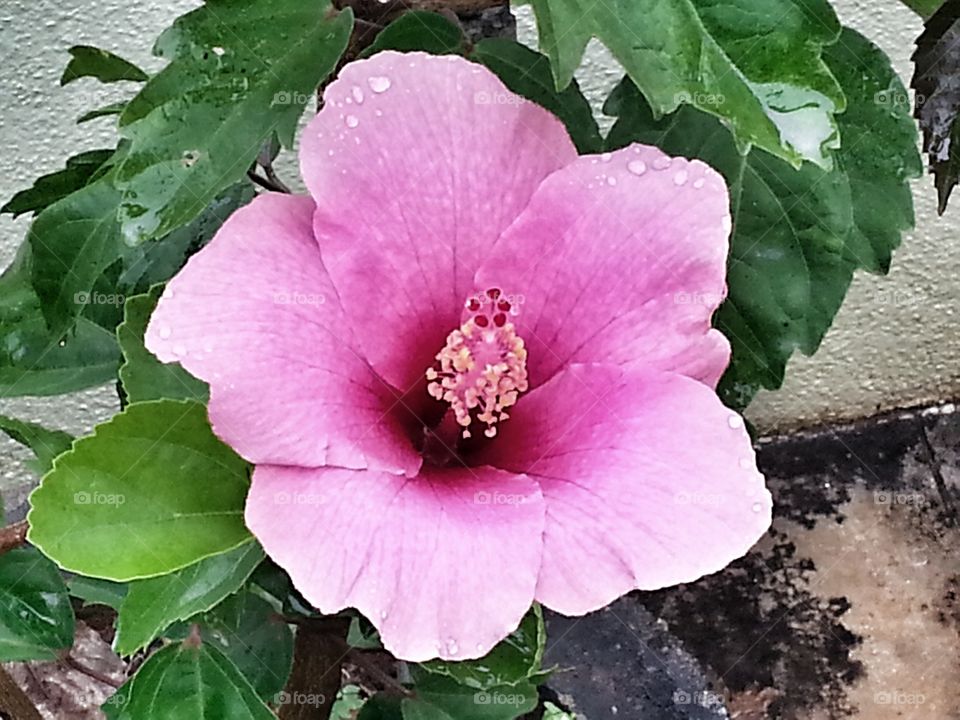 f lover. hibiscus