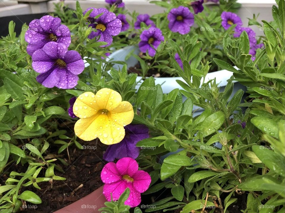 Petunia cluster