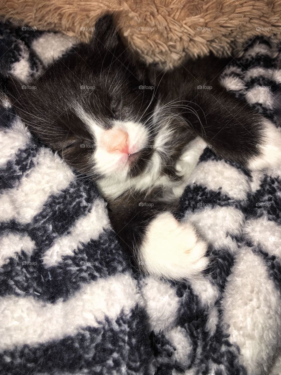 Precious kitten sleeping 
