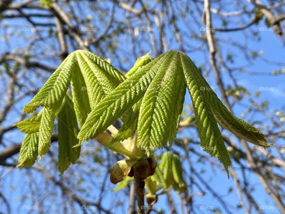 Green leaves on the tree 