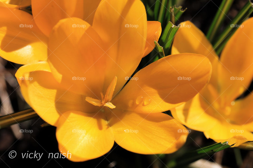 Bright yellow aconite glow like the sun itself & are so beautiful alongside the light green of the new plant growth. In the warm morning sunshine 3 tiny water droplets are all that’s left of the overnight frost. 