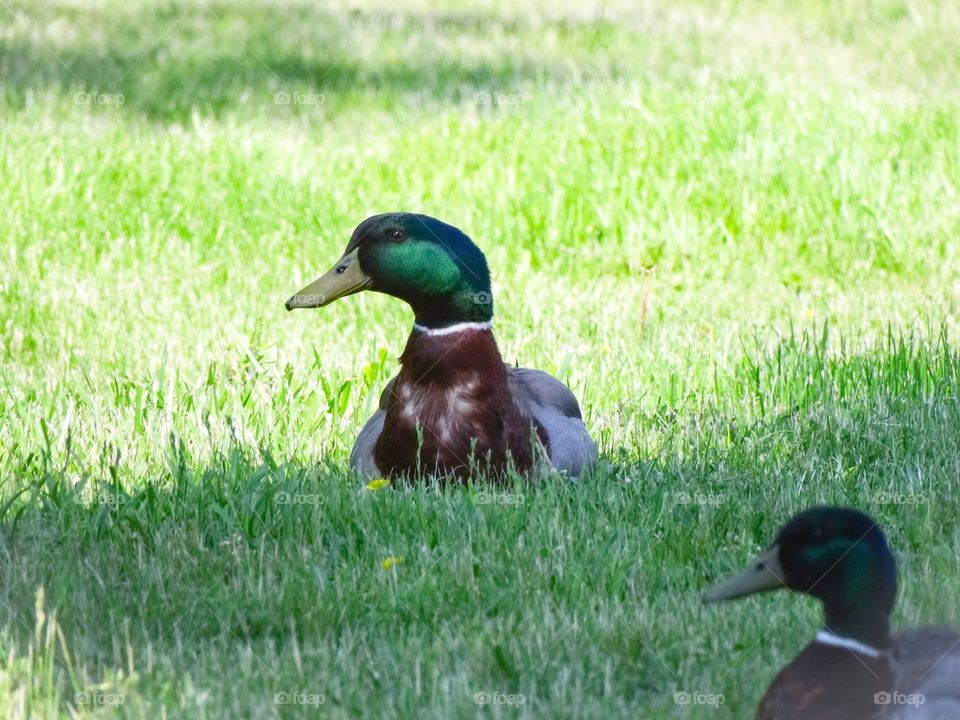 Mallard Ducks. Relaxing in the shade