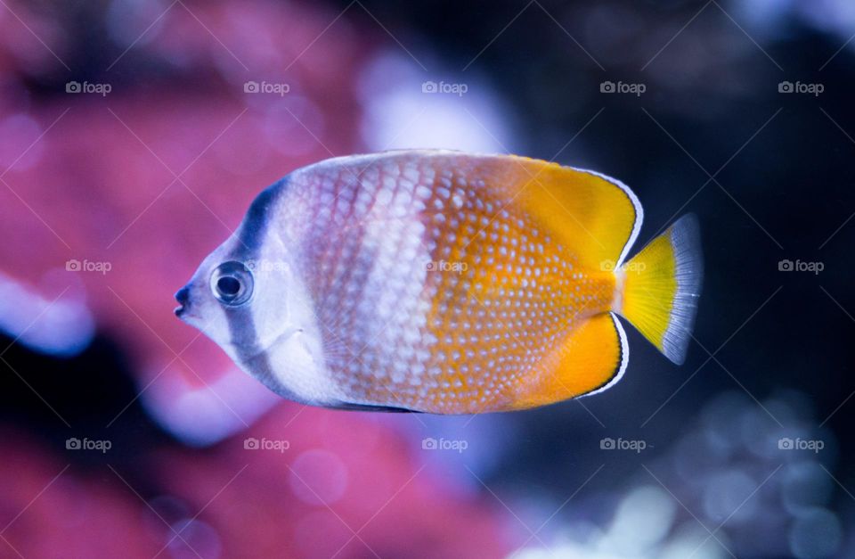 Beautiful and cute fish