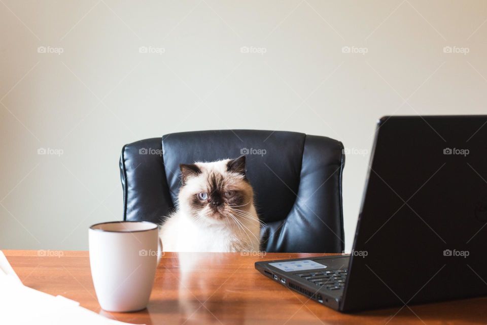 The cat boss looks dissatisfied.