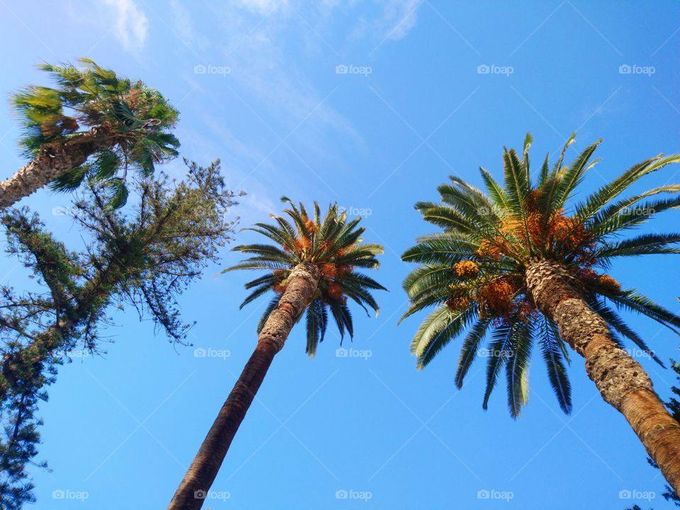 Palm-Trees and Blue Sky