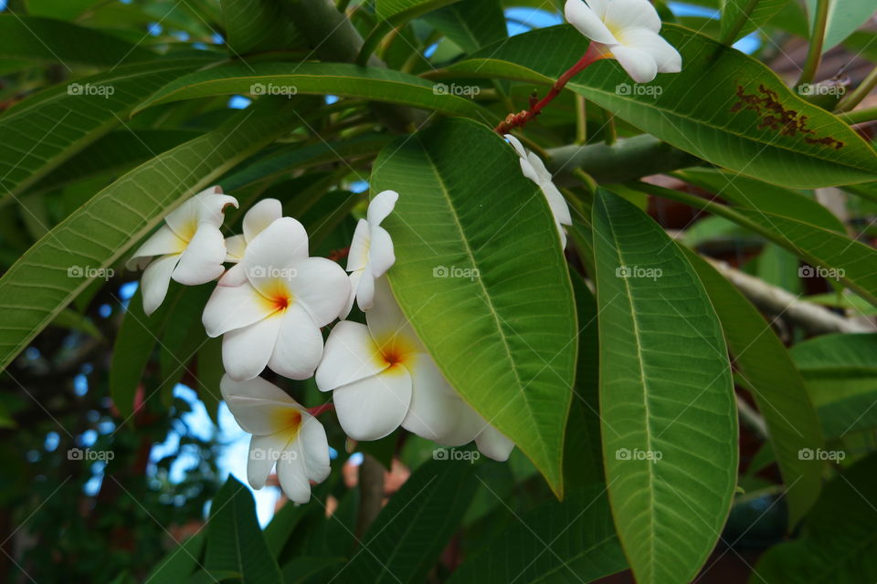 frangipani