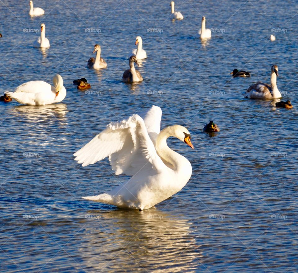 Swans swimming in water