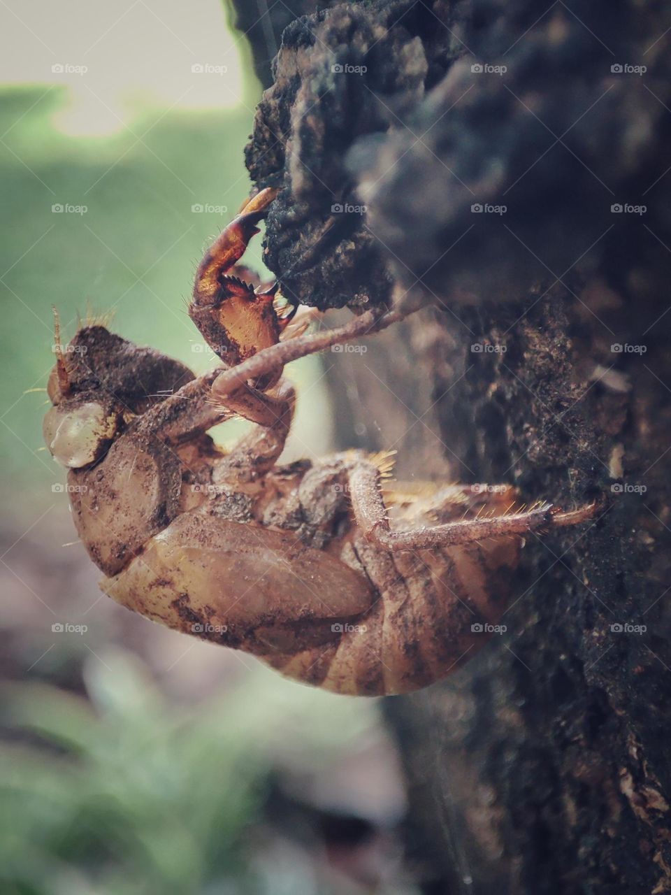 Perfect exoskeleton on a tree bark