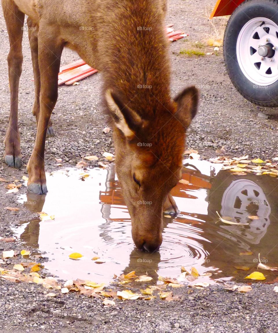 Elk Puddle Drink