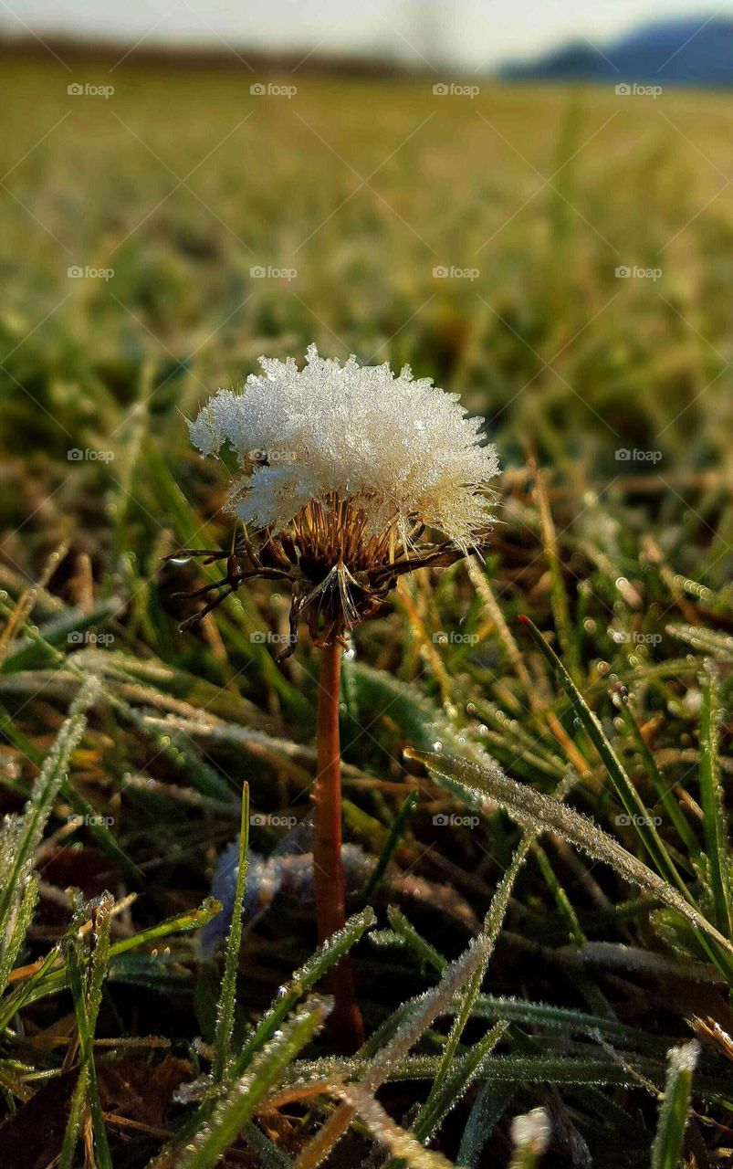 A frosty dandelion.