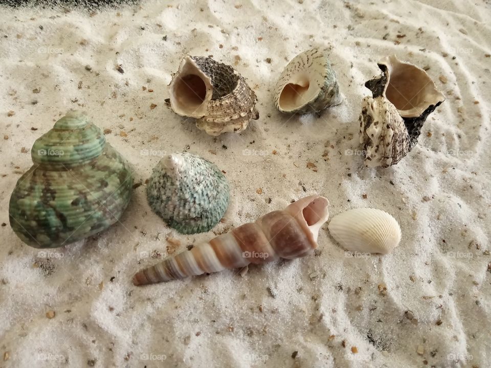 shells
