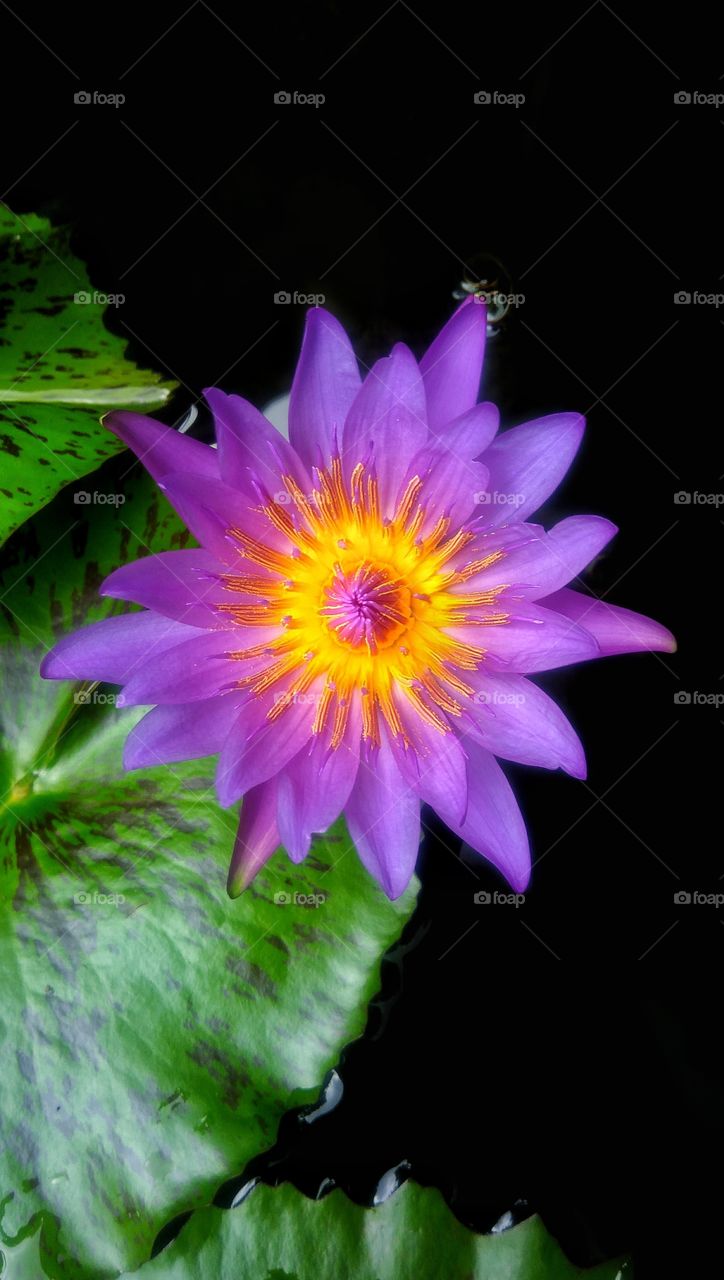 Beautiful colorful flower