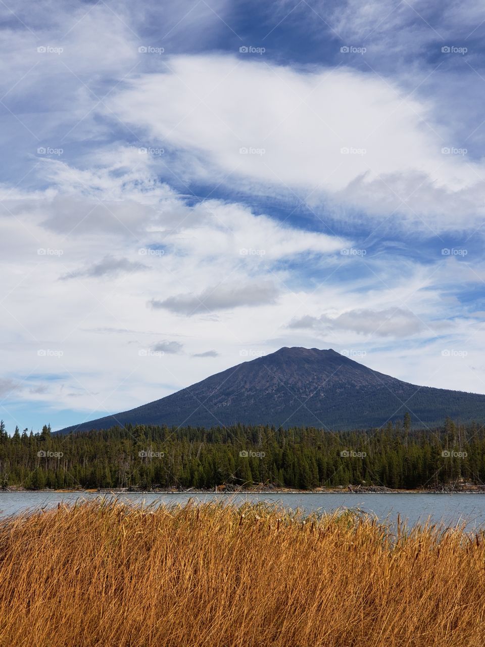 Mt. Bachelor in Oregon’s Cascade Mountain Range overlooks Lava Lake and the reeds along its shores in their fall colors of yellow and orange in the Deschutes National Forest on a sunny autumn day.