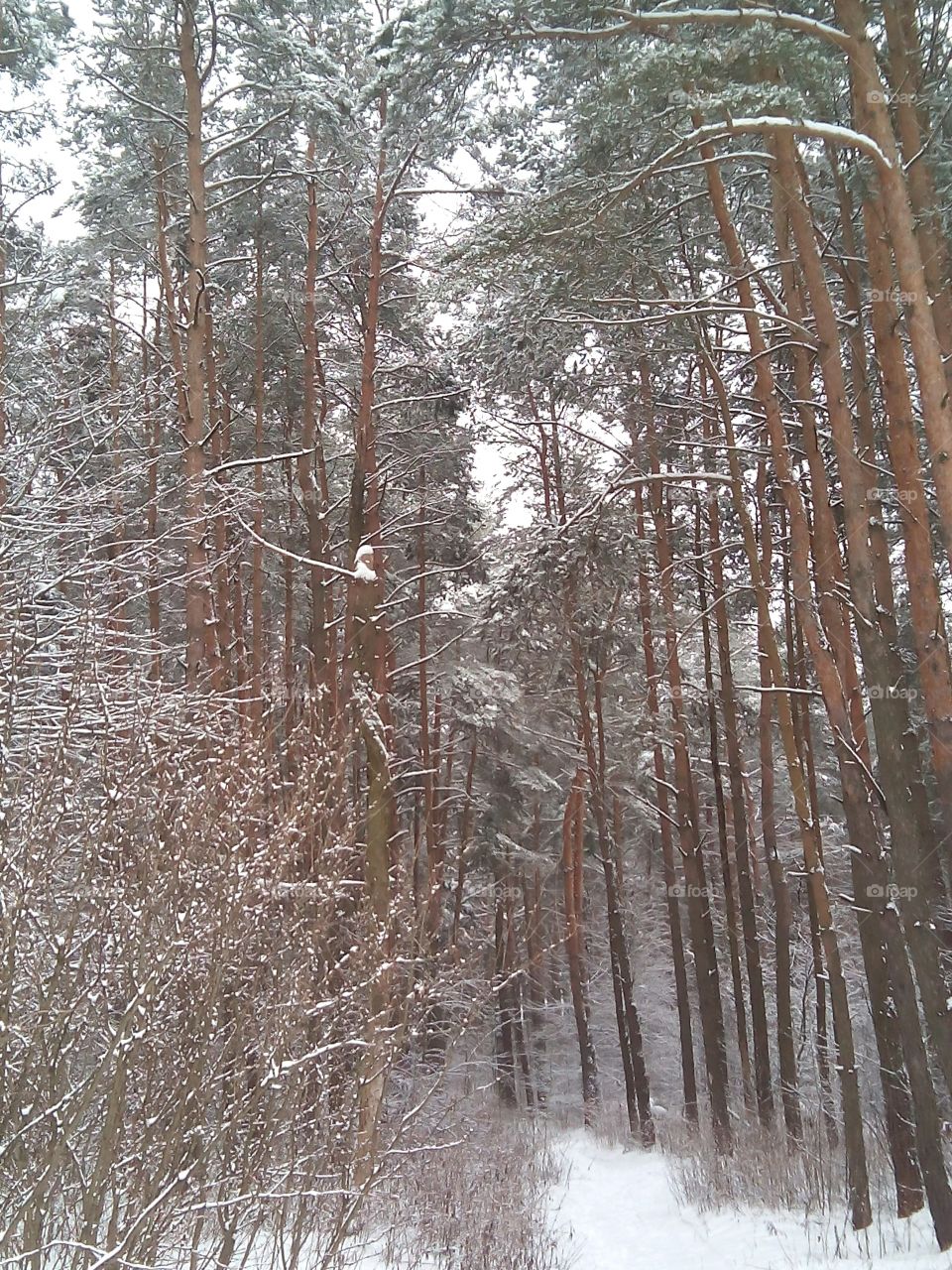 Wood, Winter, Nature, Snow, Frost