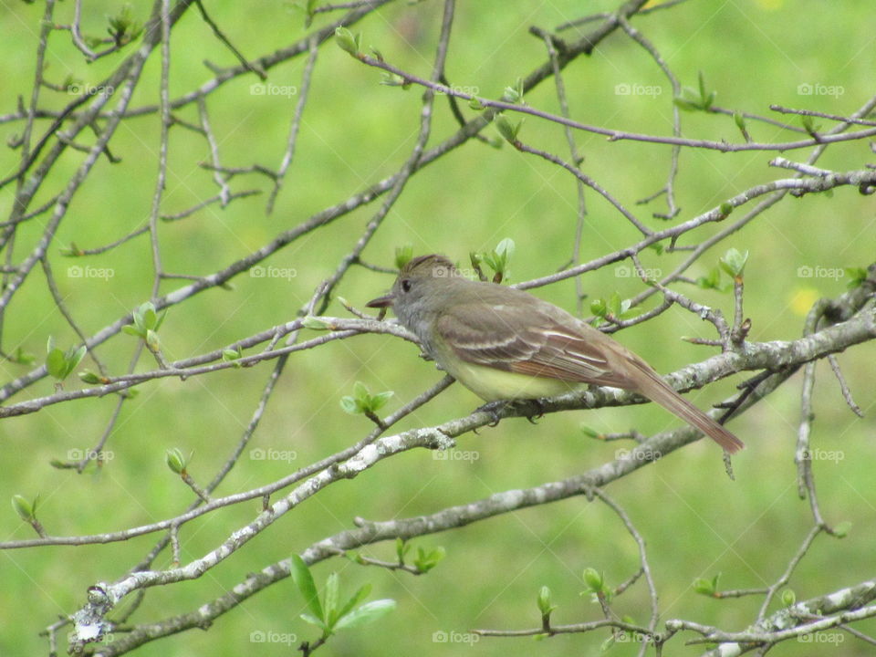 Great crested flycatcher