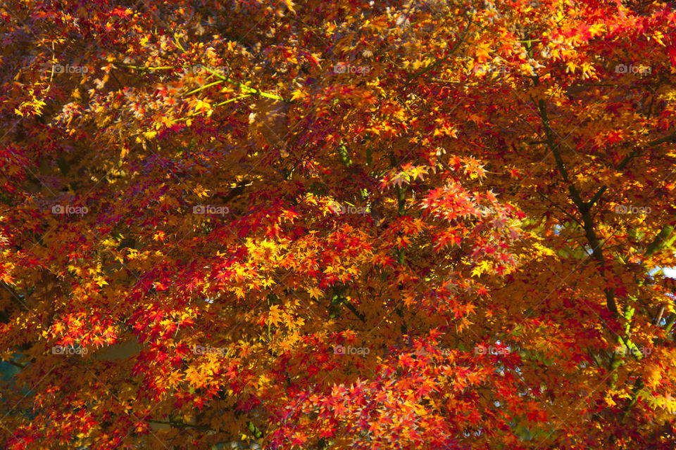 THE AUTUMN IN NAPPA VALLEY CALIFORNIA USA