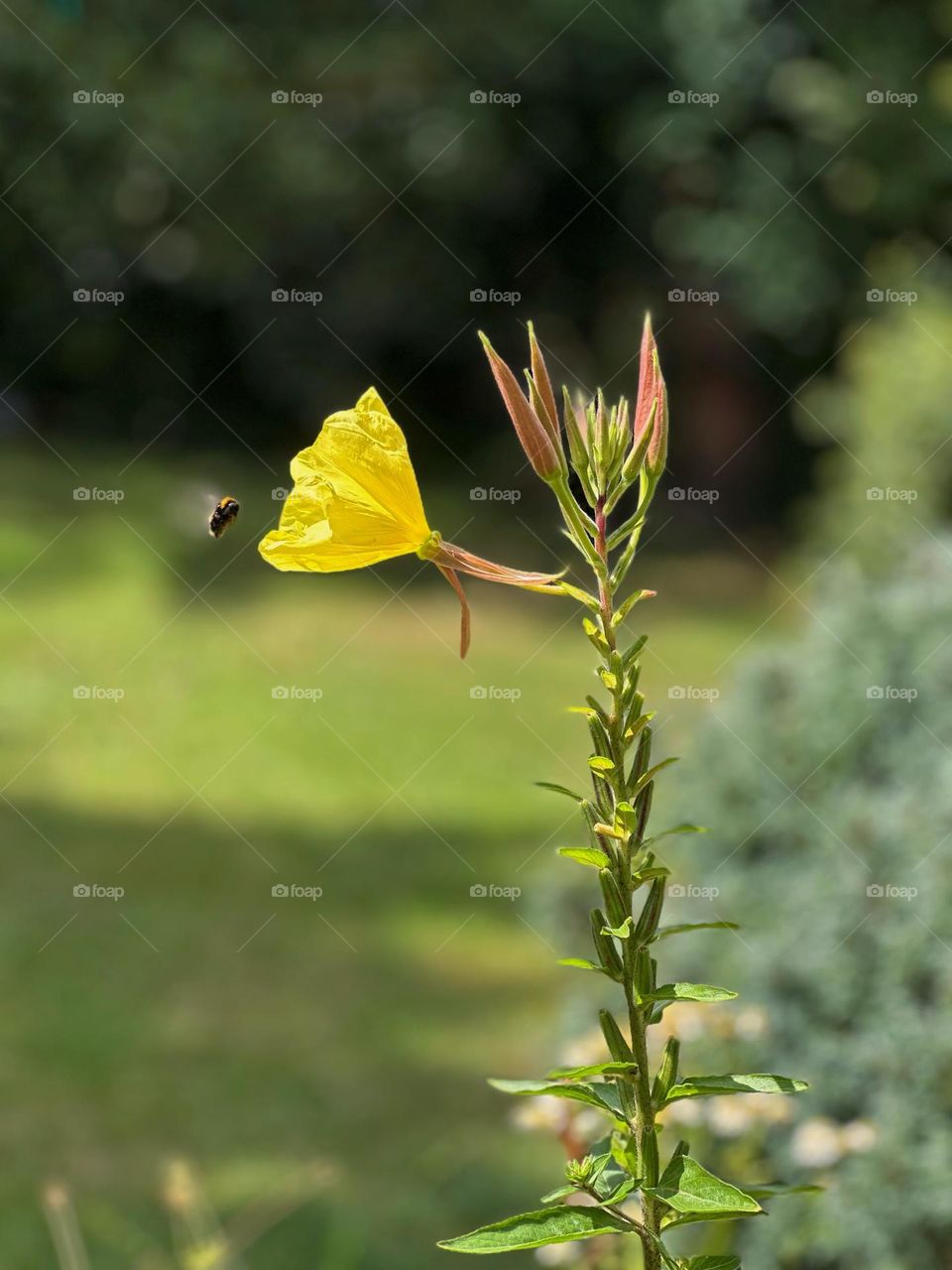 My evening primrose plant being visited by a small bee … love how his wings are just a blur 🐝