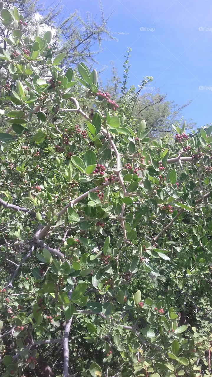 blue berries