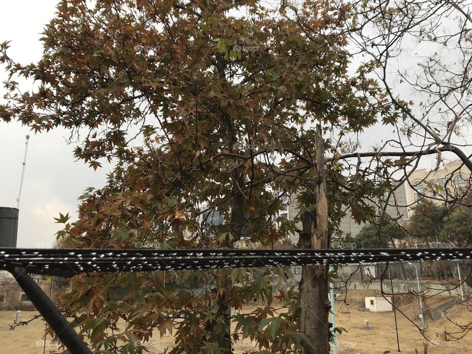 Drying raindrops on a clothes drying rack. Only angels know what pegs to use. 