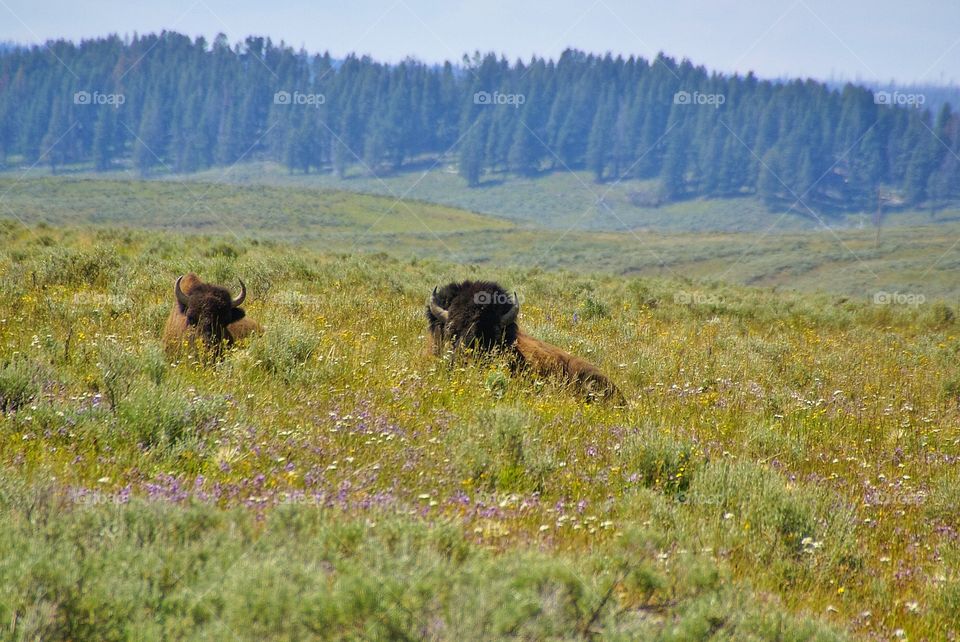 Bison resting in grass