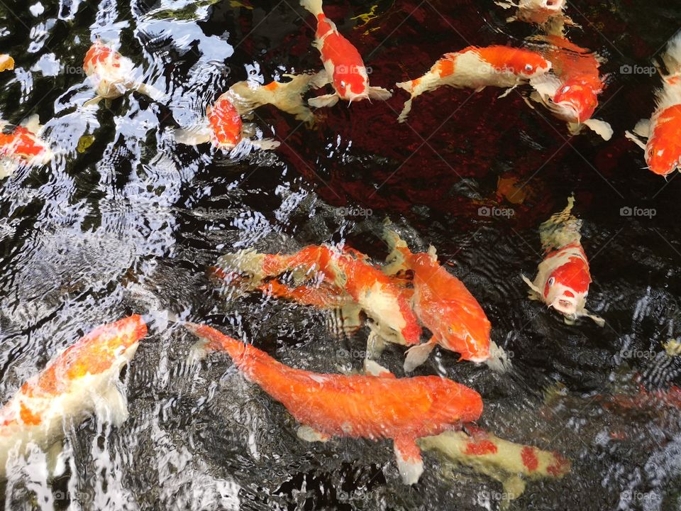 Fancy​ carp​ koi fish​