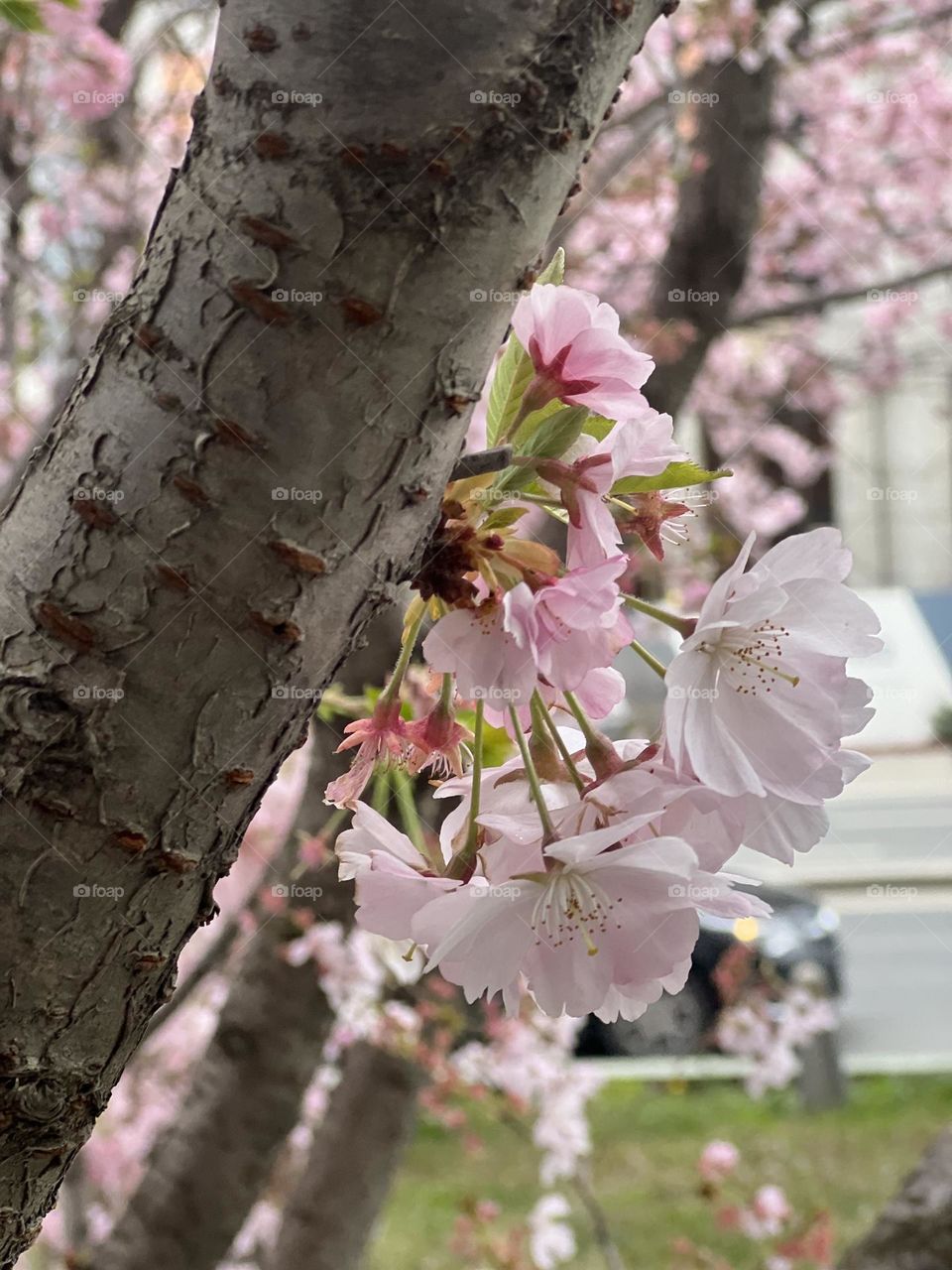 Pink flower